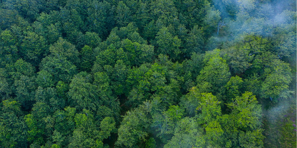 Restauración Forestal en Galicia