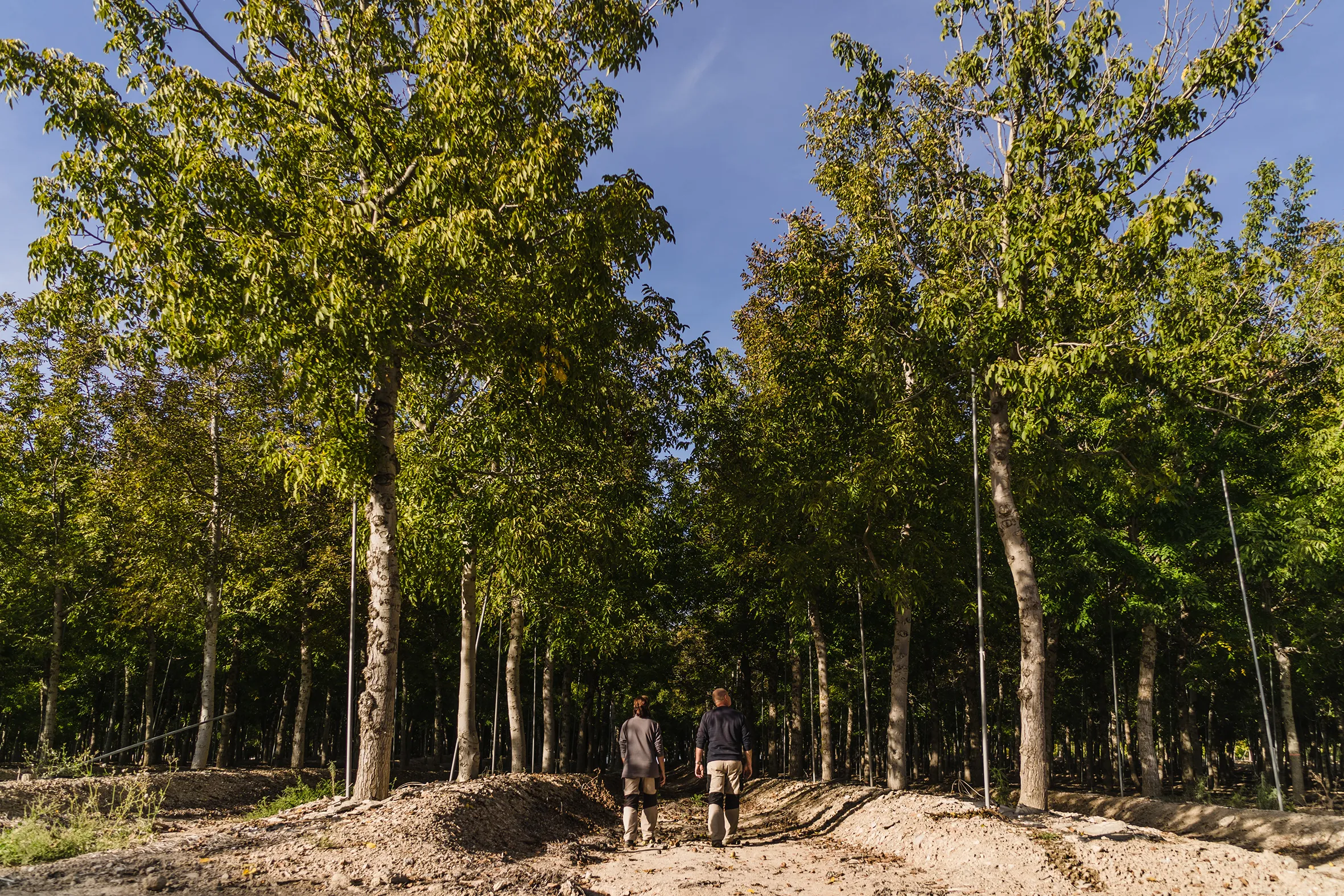 Valor Forestal