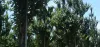 I Jornada de Arboricultura Forestal en Caldes de Montbui